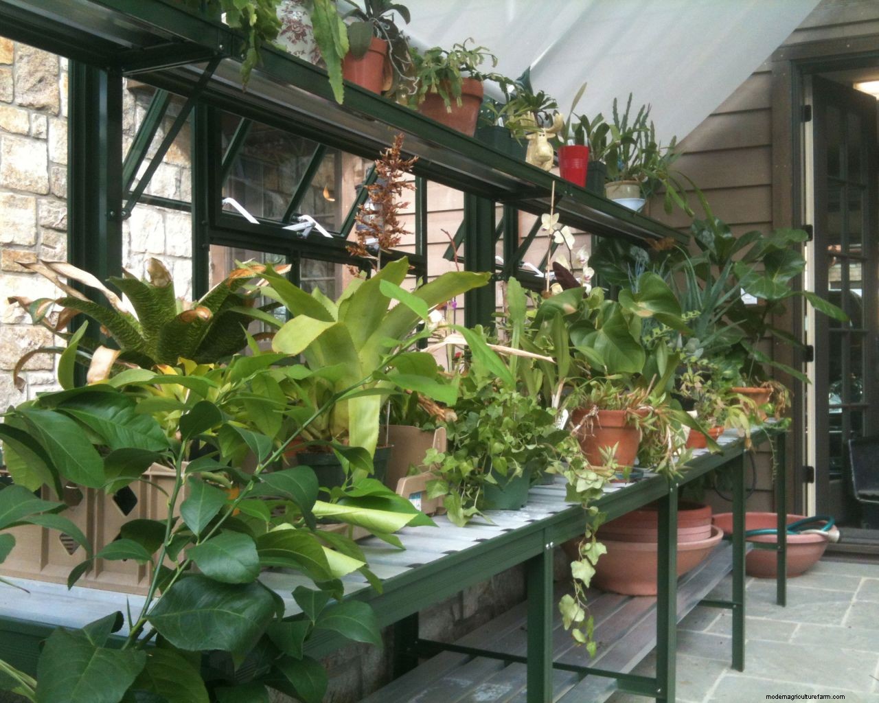 How to organize a greenhouse in 7 easy steps