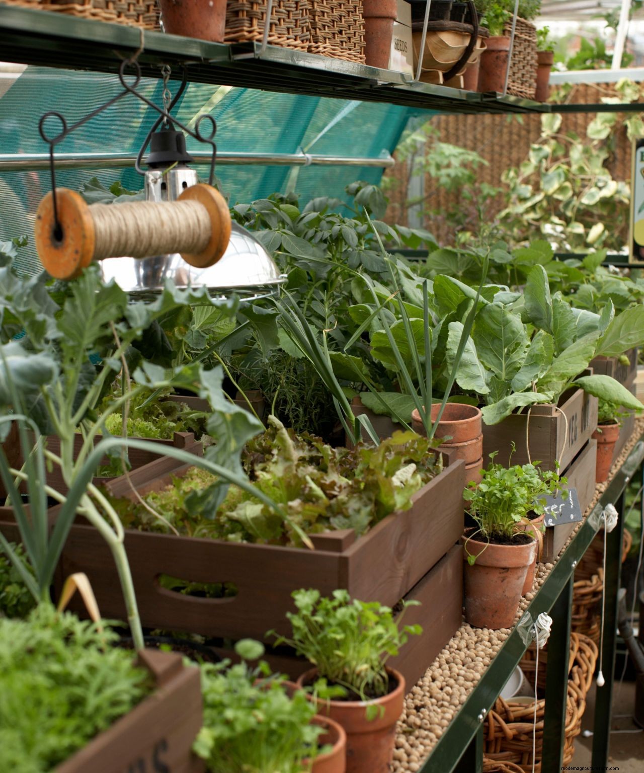 How to organize a greenhouse in 7 easy steps