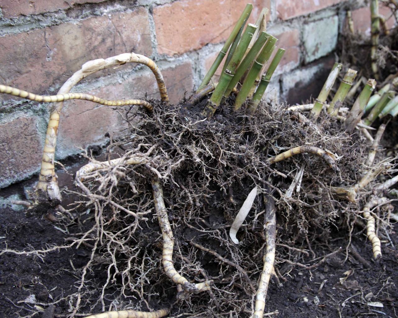 How to get rid of bamboo: tips for clearing invasive varieties of this plant