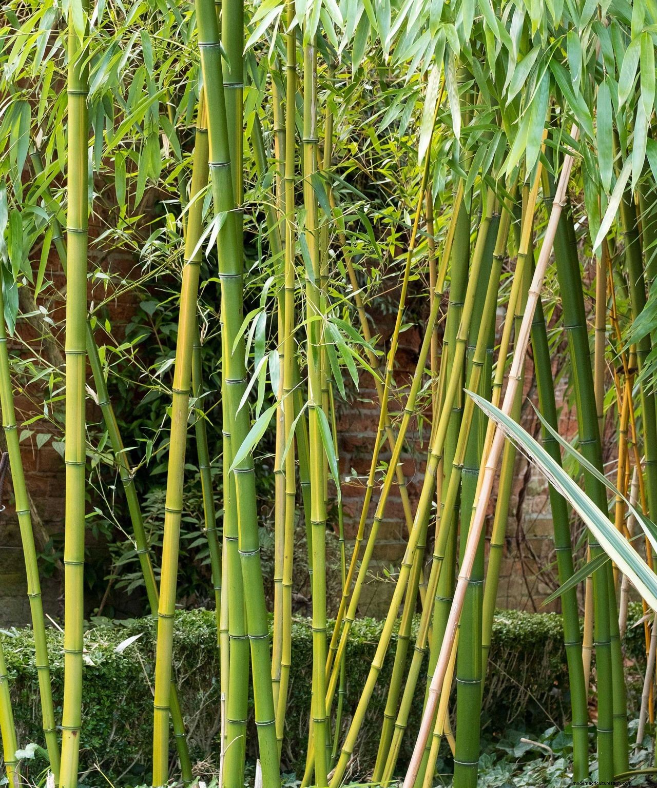 How to get rid of bamboo: tips for clearing invasive varieties of this plant