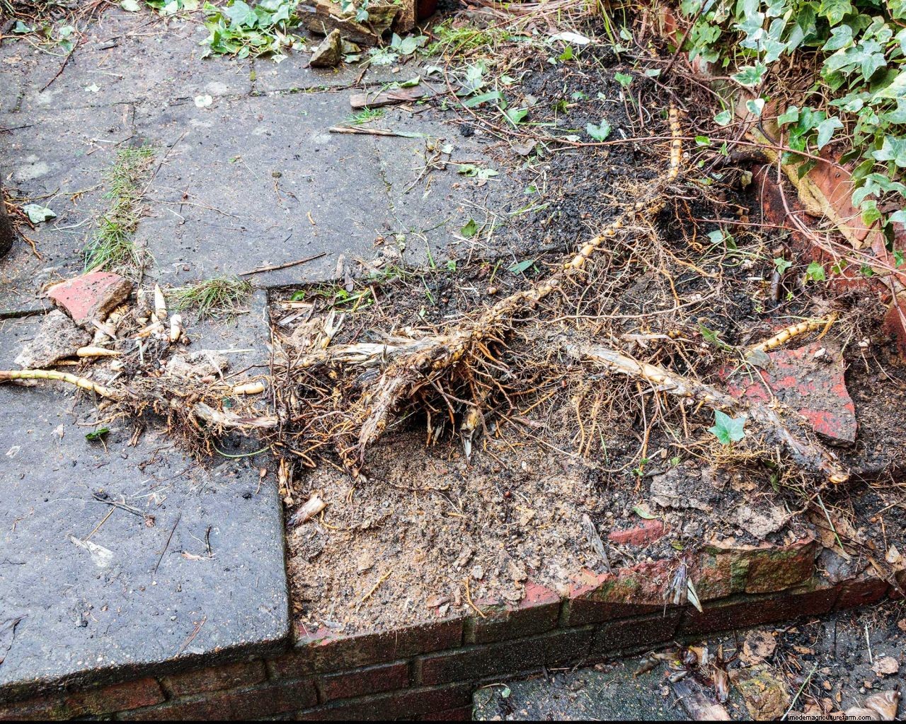 How to get rid of bamboo: tips for clearing invasive varieties of this plant