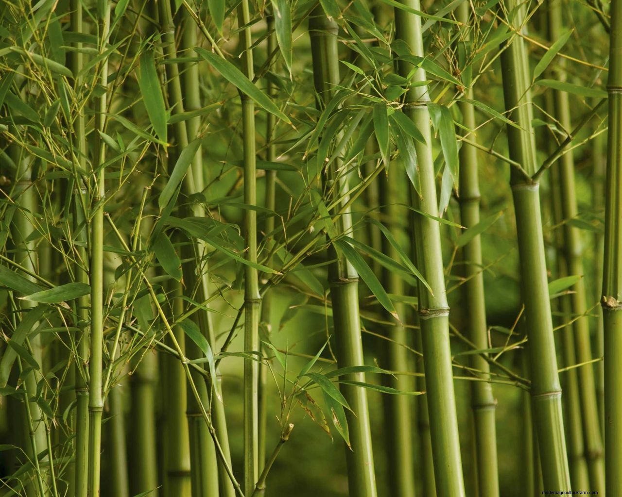 How to get rid of bamboo: tips for clearing invasive varieties of this plant