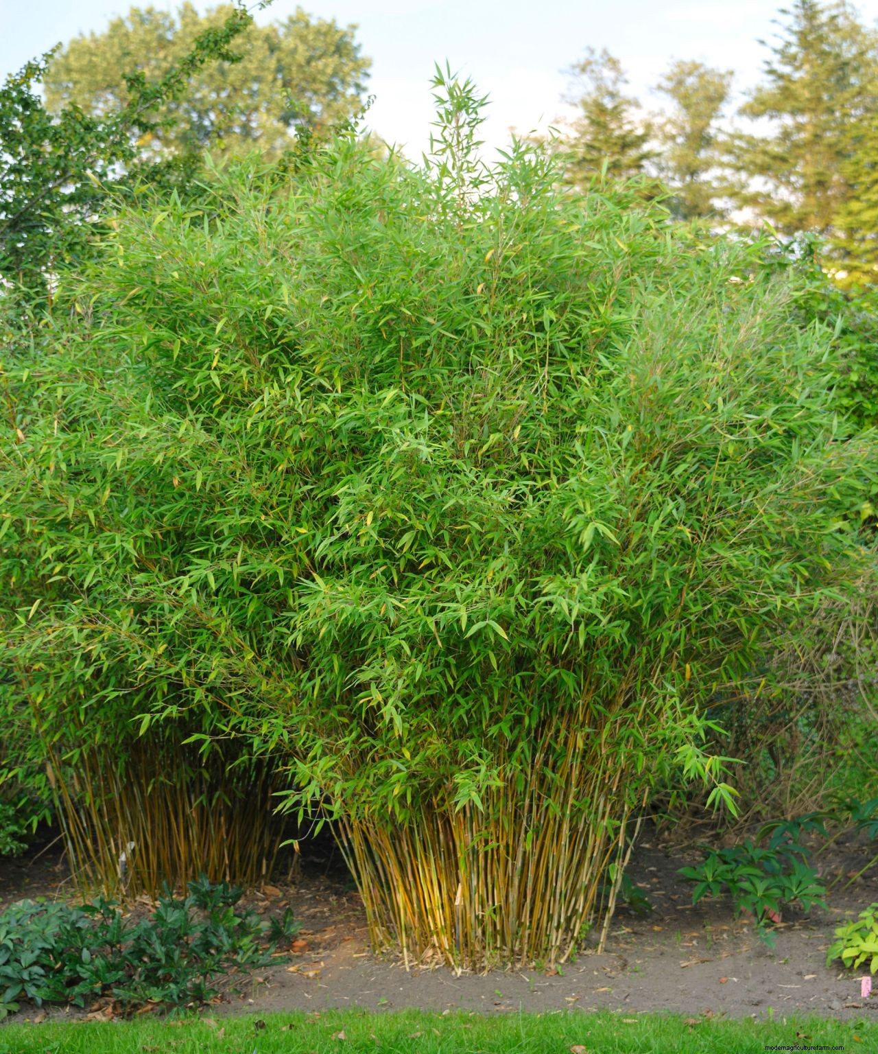 How to get rid of bamboo: tips for clearing invasive varieties of this plant