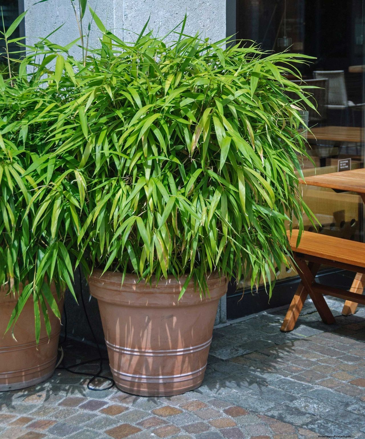 How to get rid of bamboo: tips for clearing invasive varieties of this plant