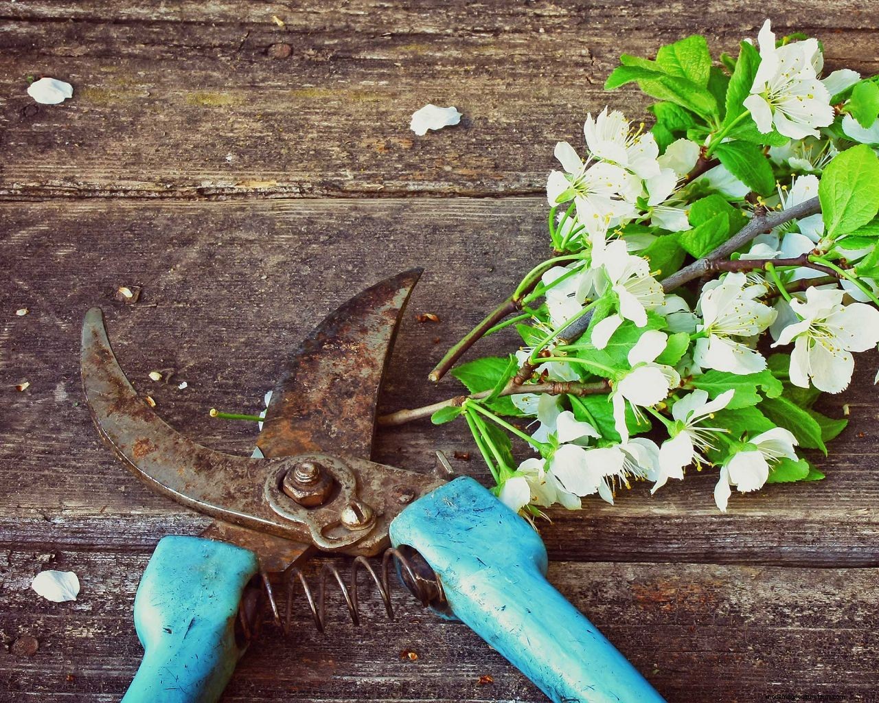How to clean rusty tools: spruce up your spade, secateurs and more with this advice