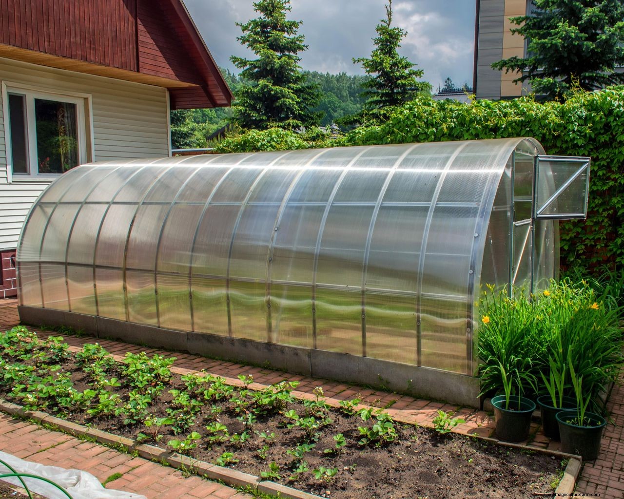 How to use a greenhouse to grow plants, fruit and vegetables