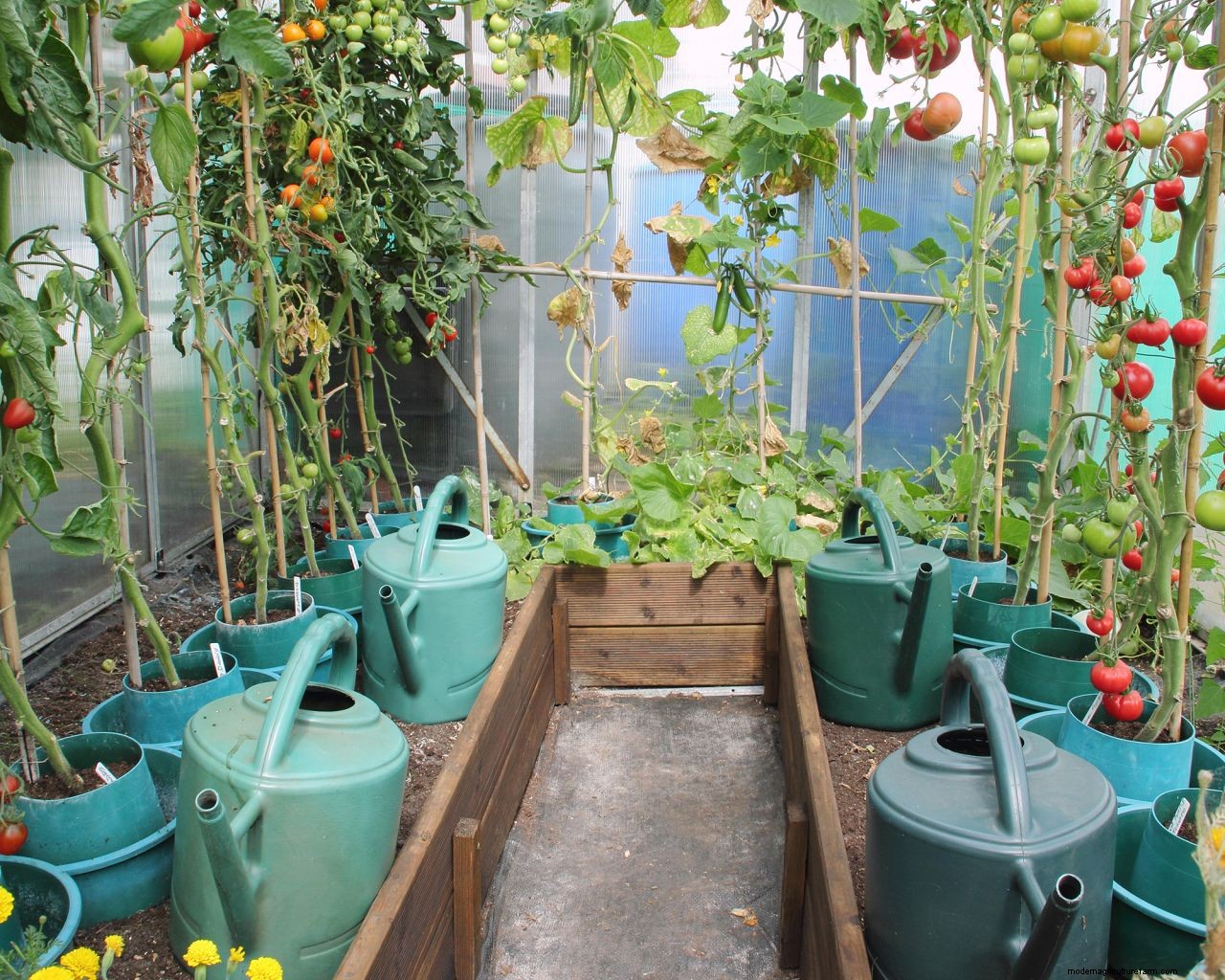 How to use a greenhouse to grow plants, fruit and vegetables