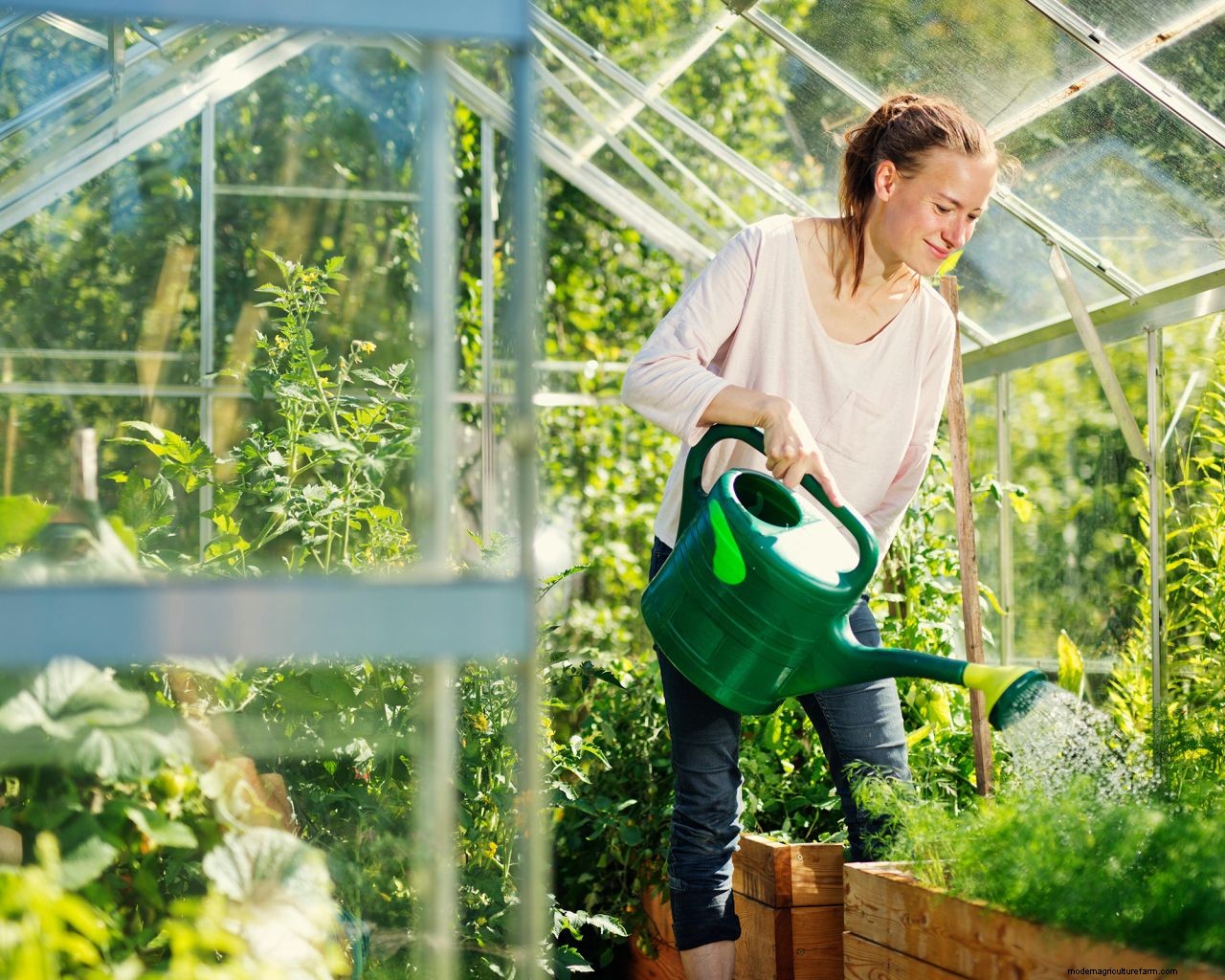 How to use a greenhouse to grow plants, fruit and vegetables