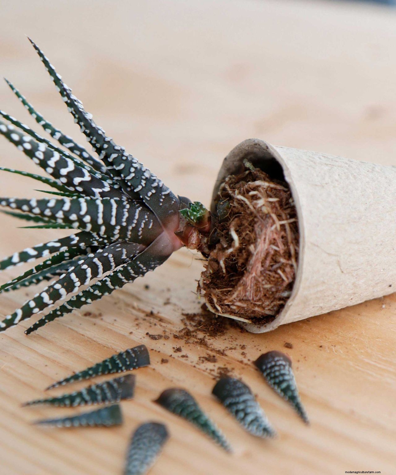 Propagating succulents: 4 step-by-step tips to get more plants for free