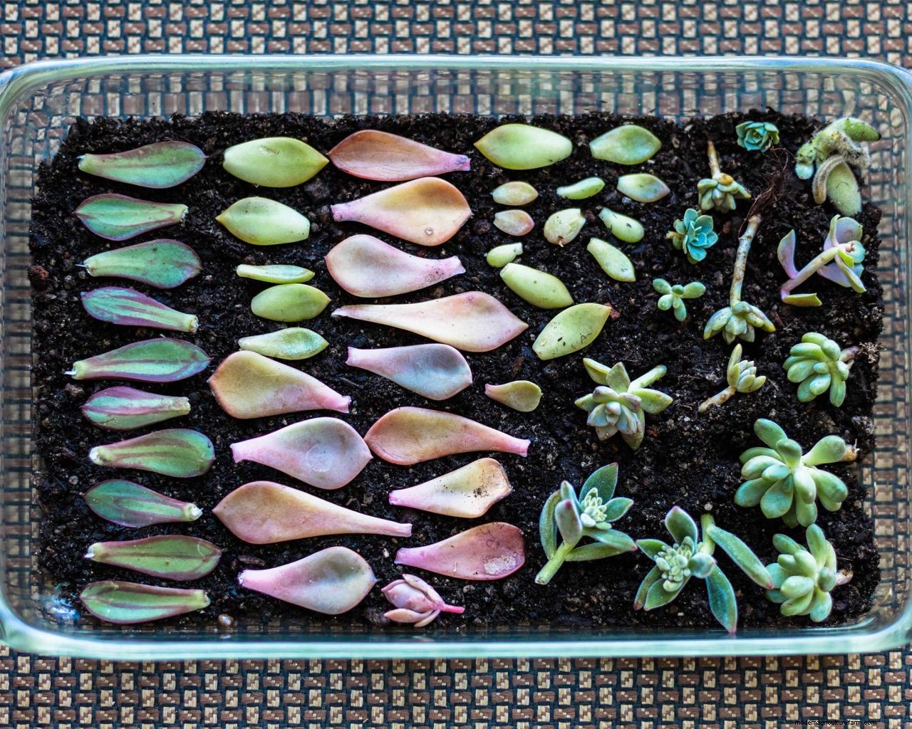 Propagating succulents: 4 step-by-step tips to get more plants for free
