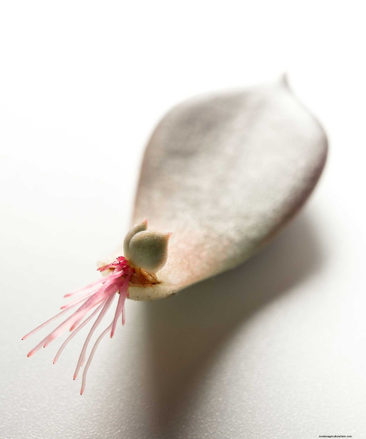 Propagating succulents: 4 step-by-step tips to get more plants for free