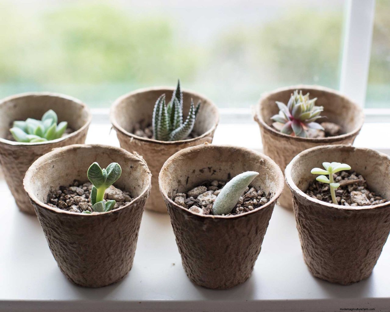 Propagating succulents: 4 step-by-step tips to get more plants for free
