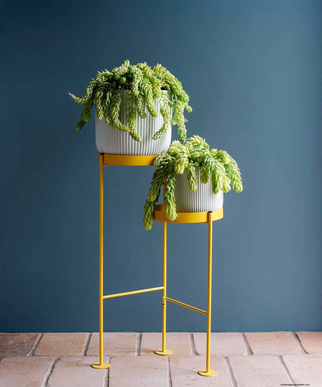 Propagating succulents: 4 step-by-step tips to get more plants for free