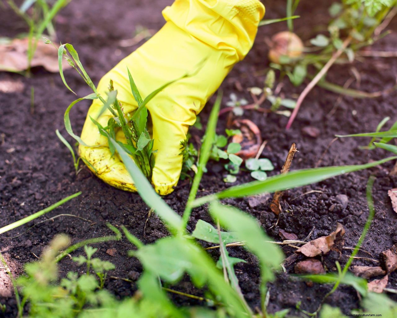 Killing grass in flower beds: 5 methods for success