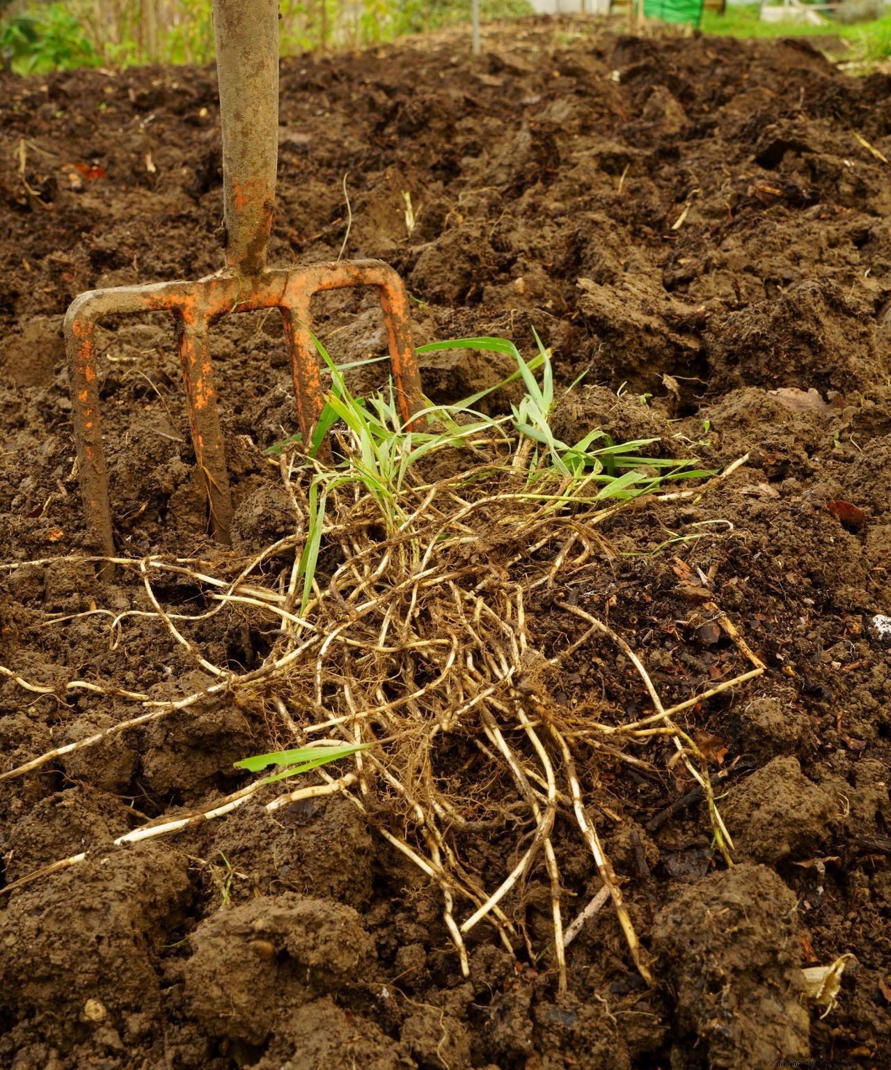 Killing grass in flower beds: 5 methods for success