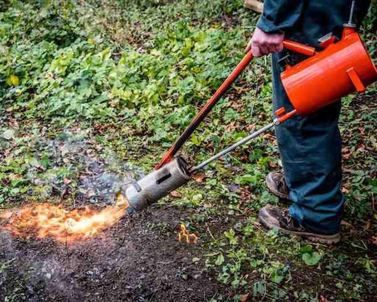 Killing grass in flower beds: 5 methods for success