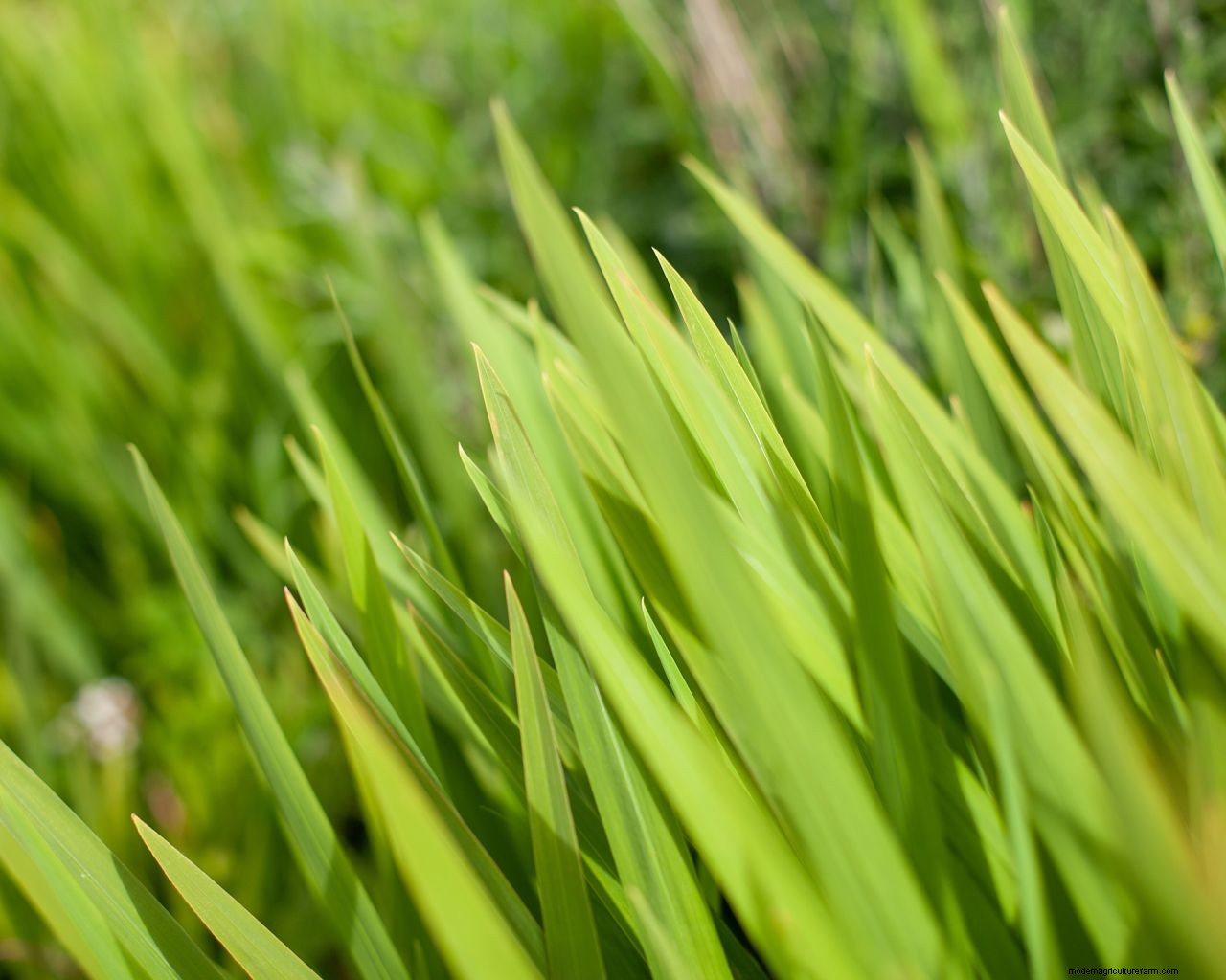 Killing grass in flower beds: 5 methods for success