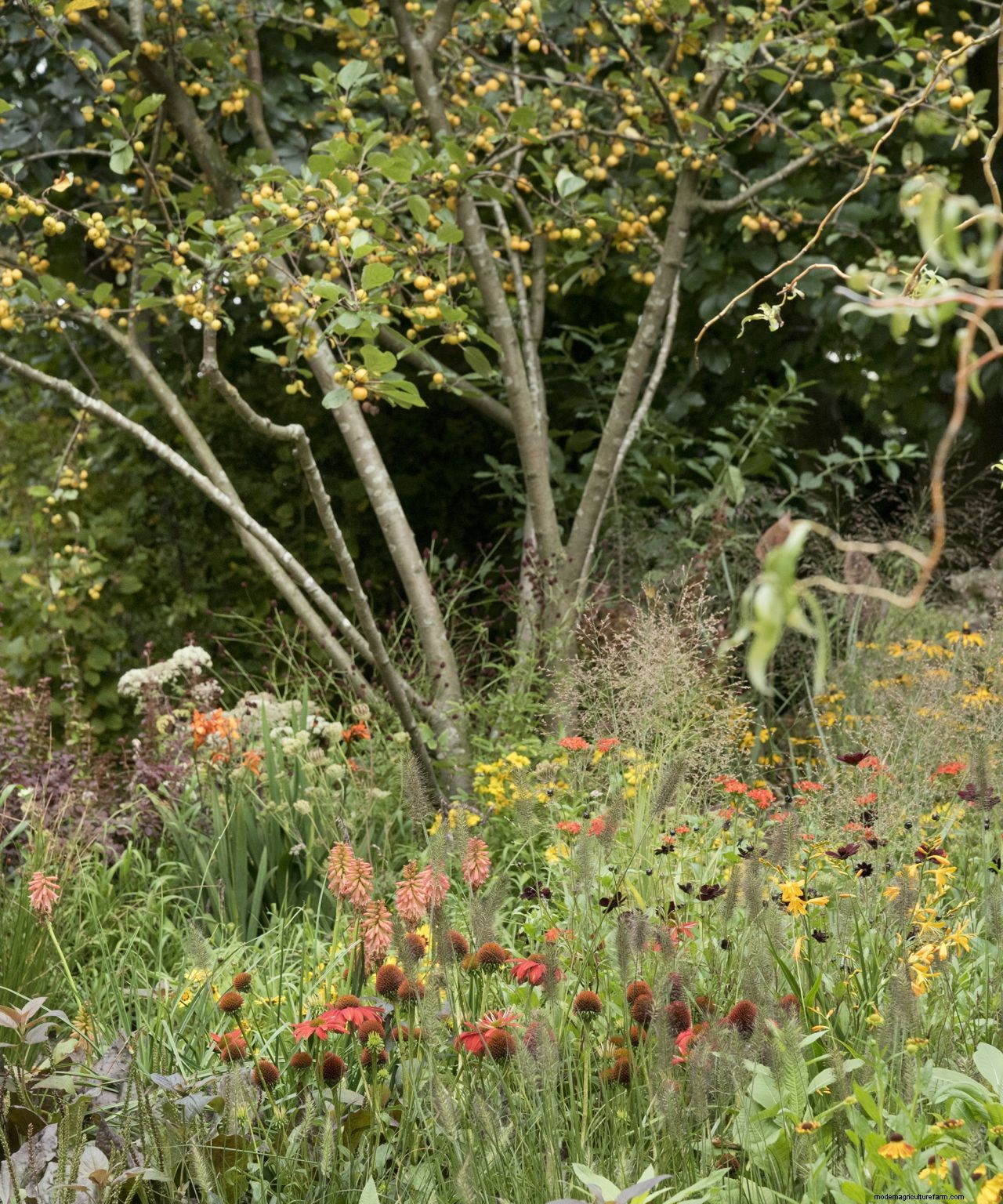 The dos and donts of choosing a tree for your garden: how to make the right choice