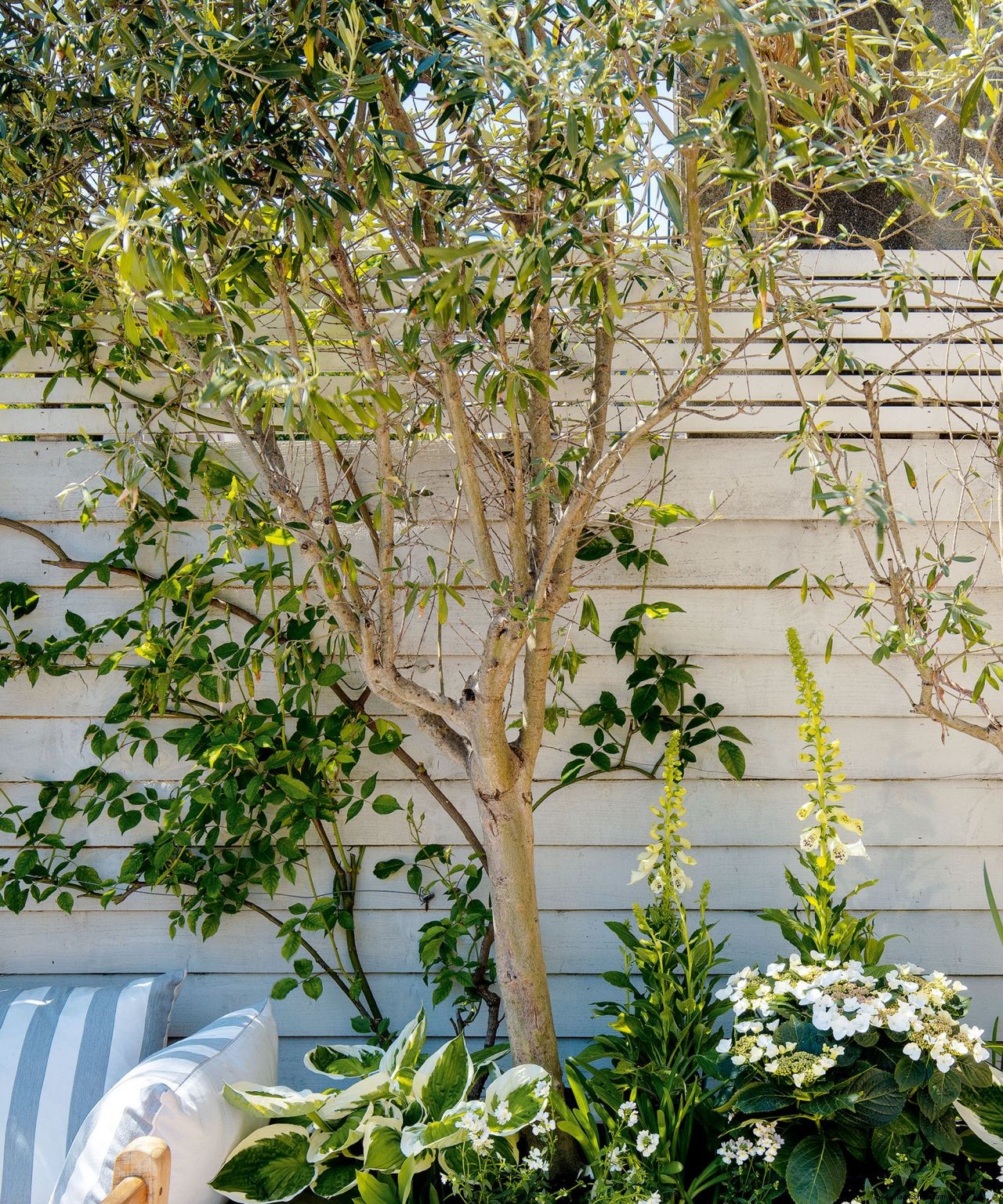 The dos and donts of choosing a tree for your garden: how to make the right choice