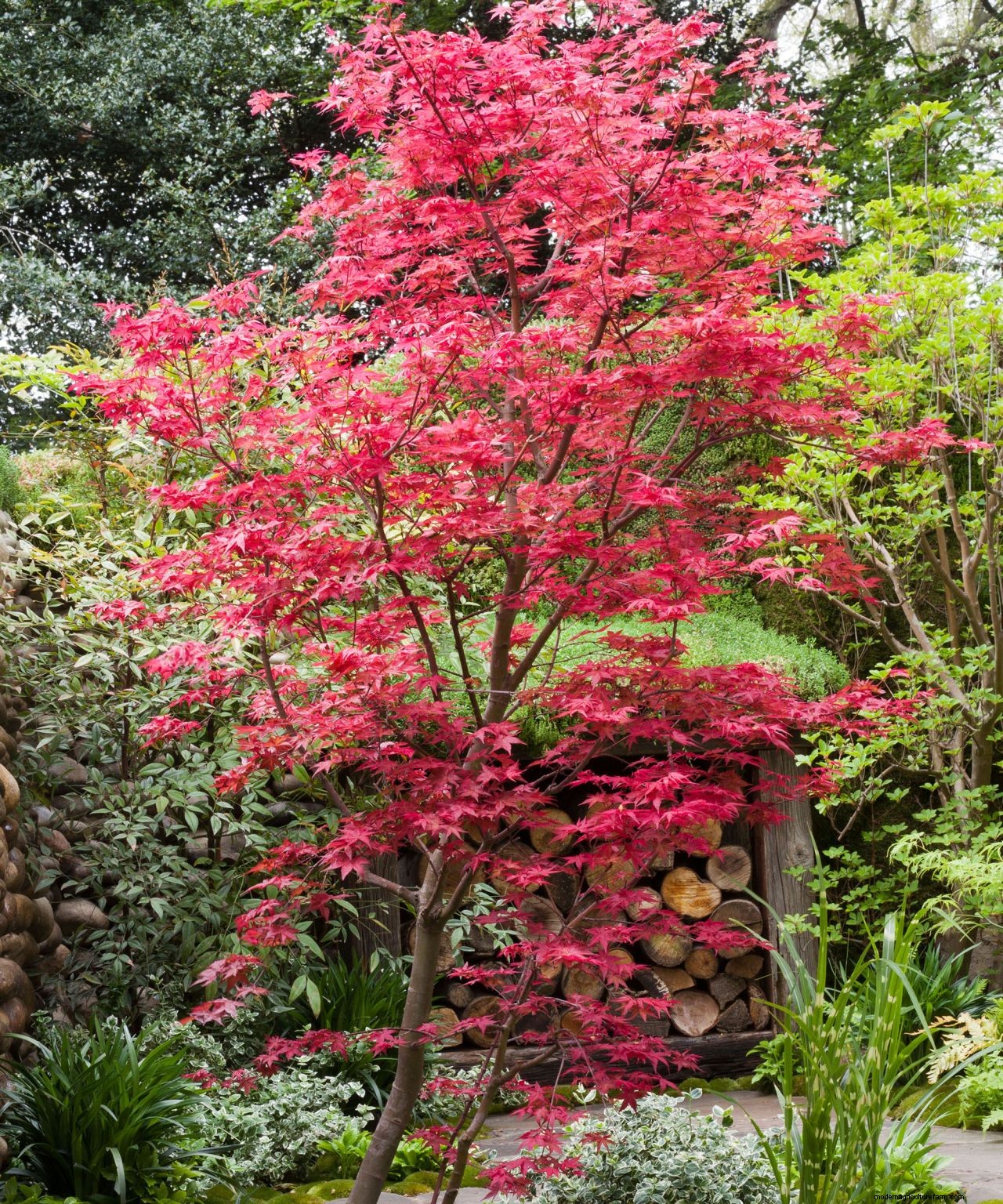 The dos and donts of choosing a tree for your garden: how to make the right choice