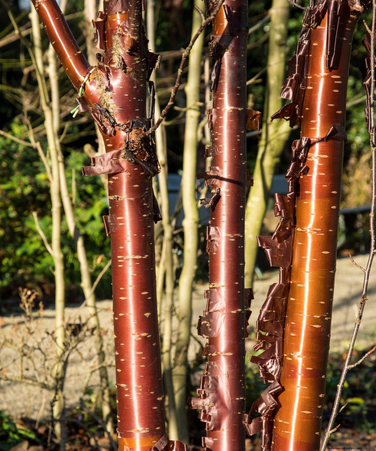 The dos and donts of choosing a tree for your garden: how to make the right choice