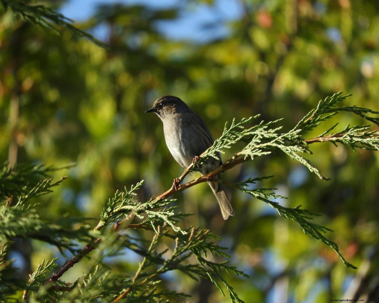 The dos and donts of choosing a tree for your garden: how to make the right choice