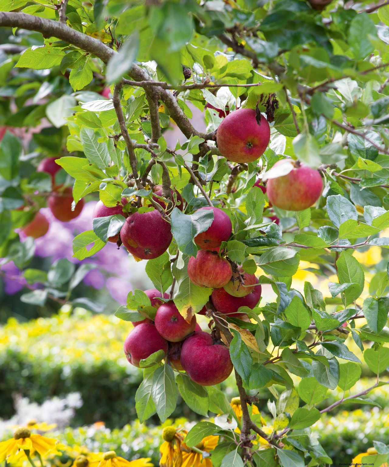 The dos and donts of choosing a tree for your garden: how to make the right choice