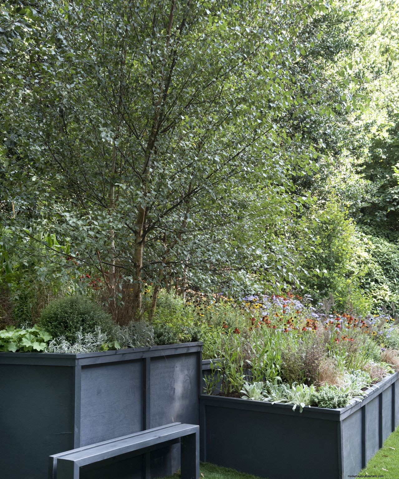 The dos and donts of choosing a tree for your garden: how to make the right choice