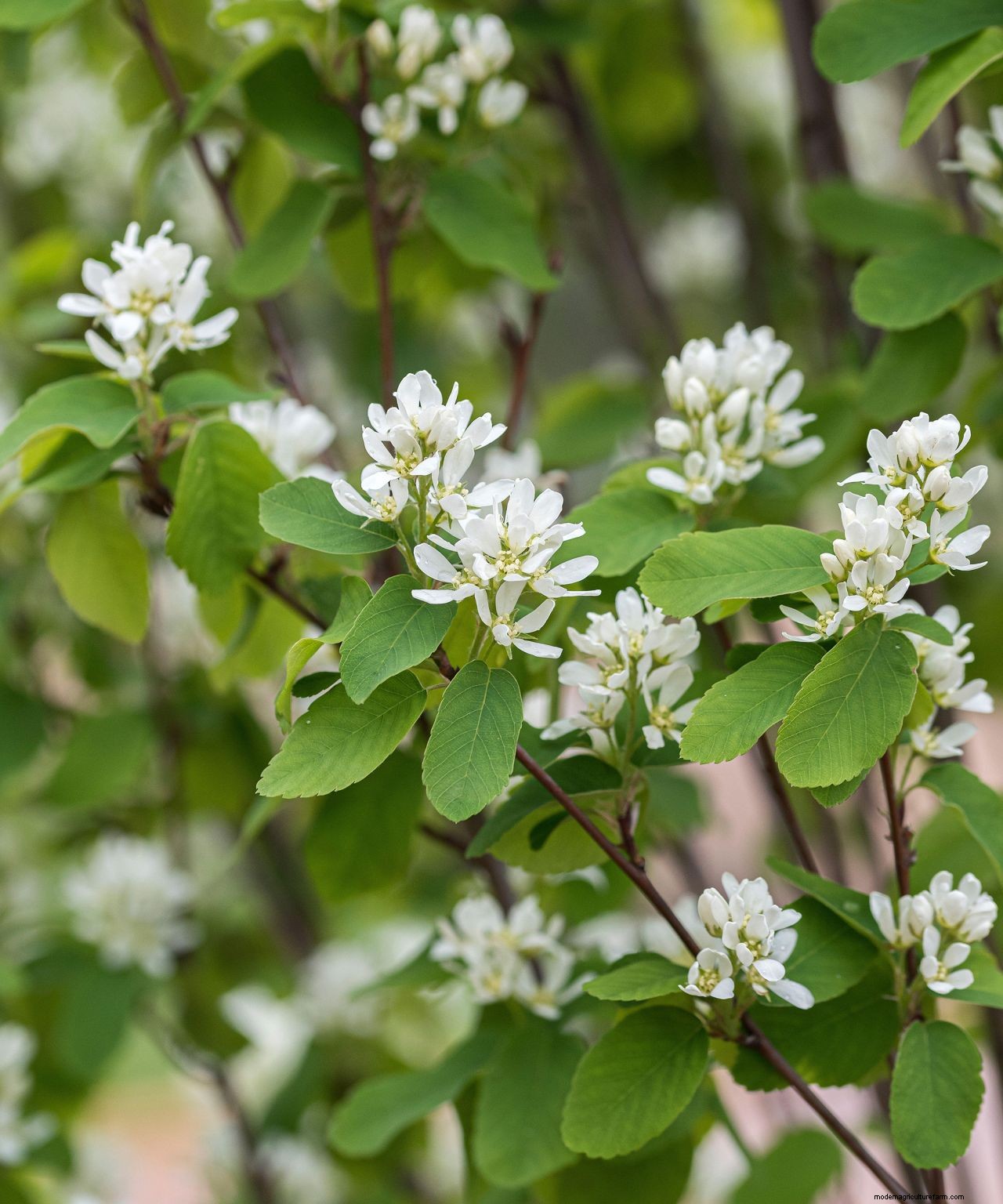 The dos and donts of choosing a tree for your garden: how to make the right choice