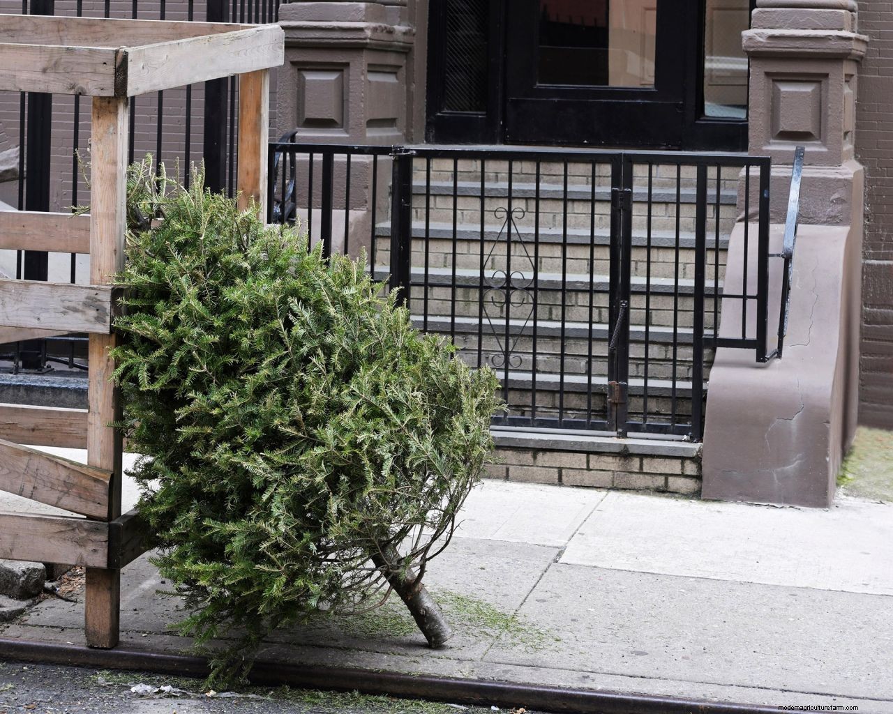What to do with a Christmas tree after Christmas: 9 clever uses for your tree