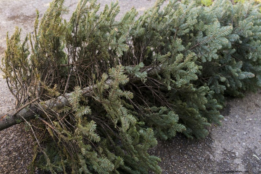 What to do with a Christmas tree after Christmas: 9 clever uses for your tree