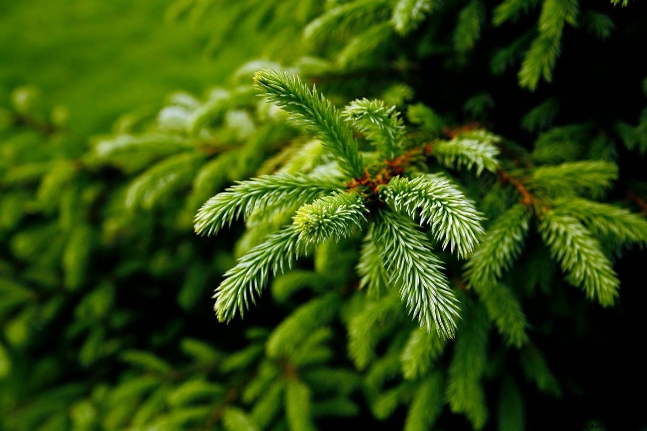 What to do with a Christmas tree after Christmas: 9 clever uses for your tree