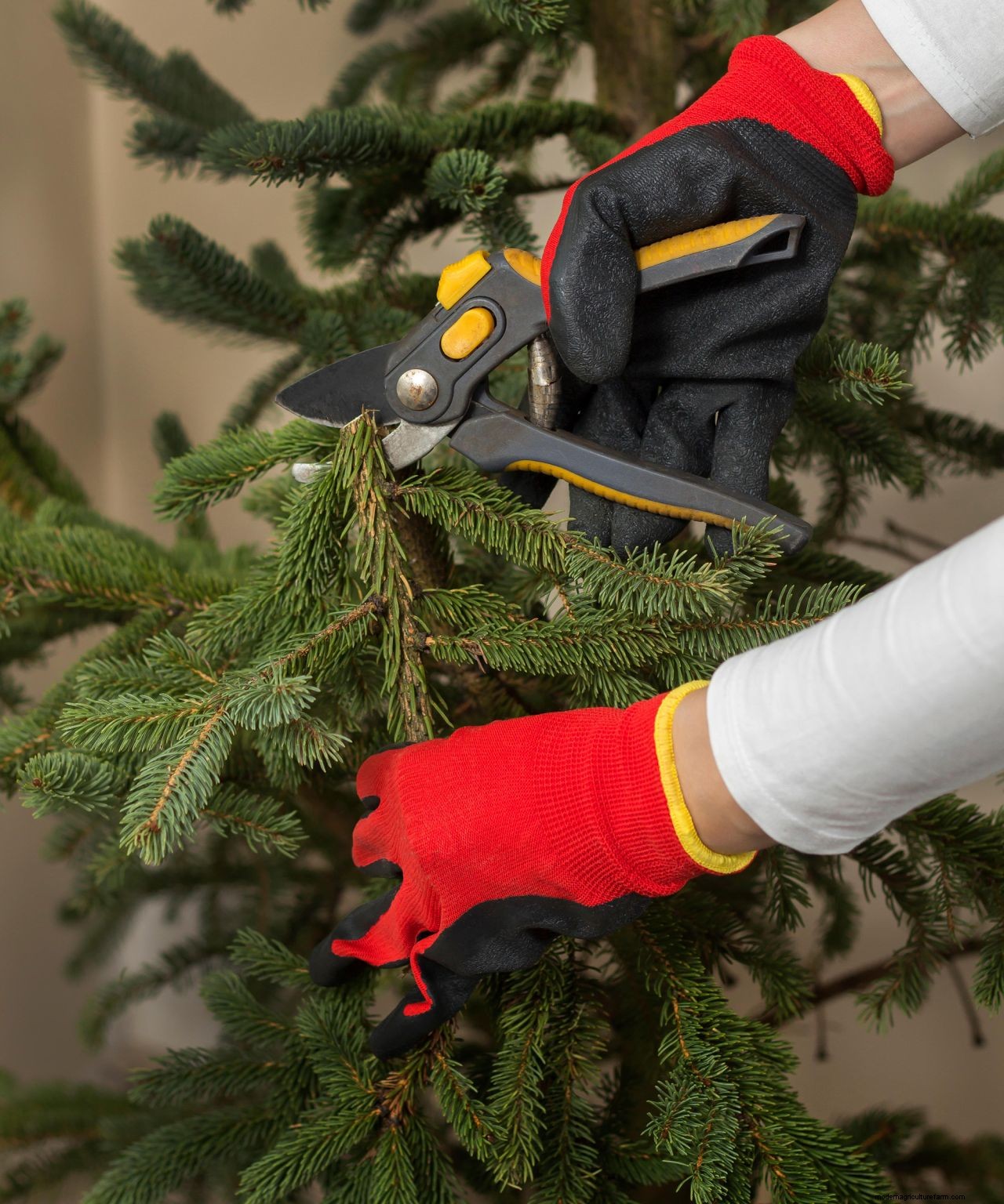 What to do with a Christmas tree after Christmas: 9 clever uses for your tree