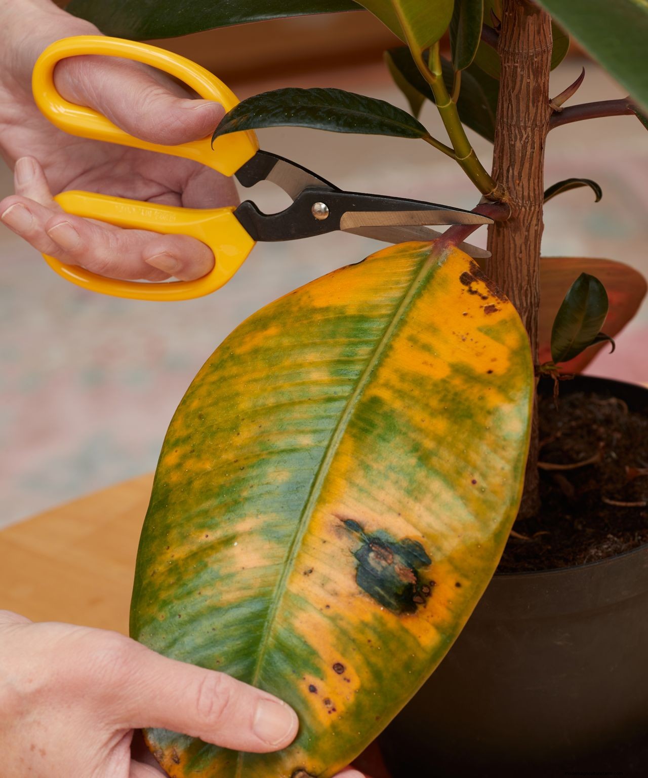 How to care for houseplants in winter: 5 tips to keep your indoor garden healthy