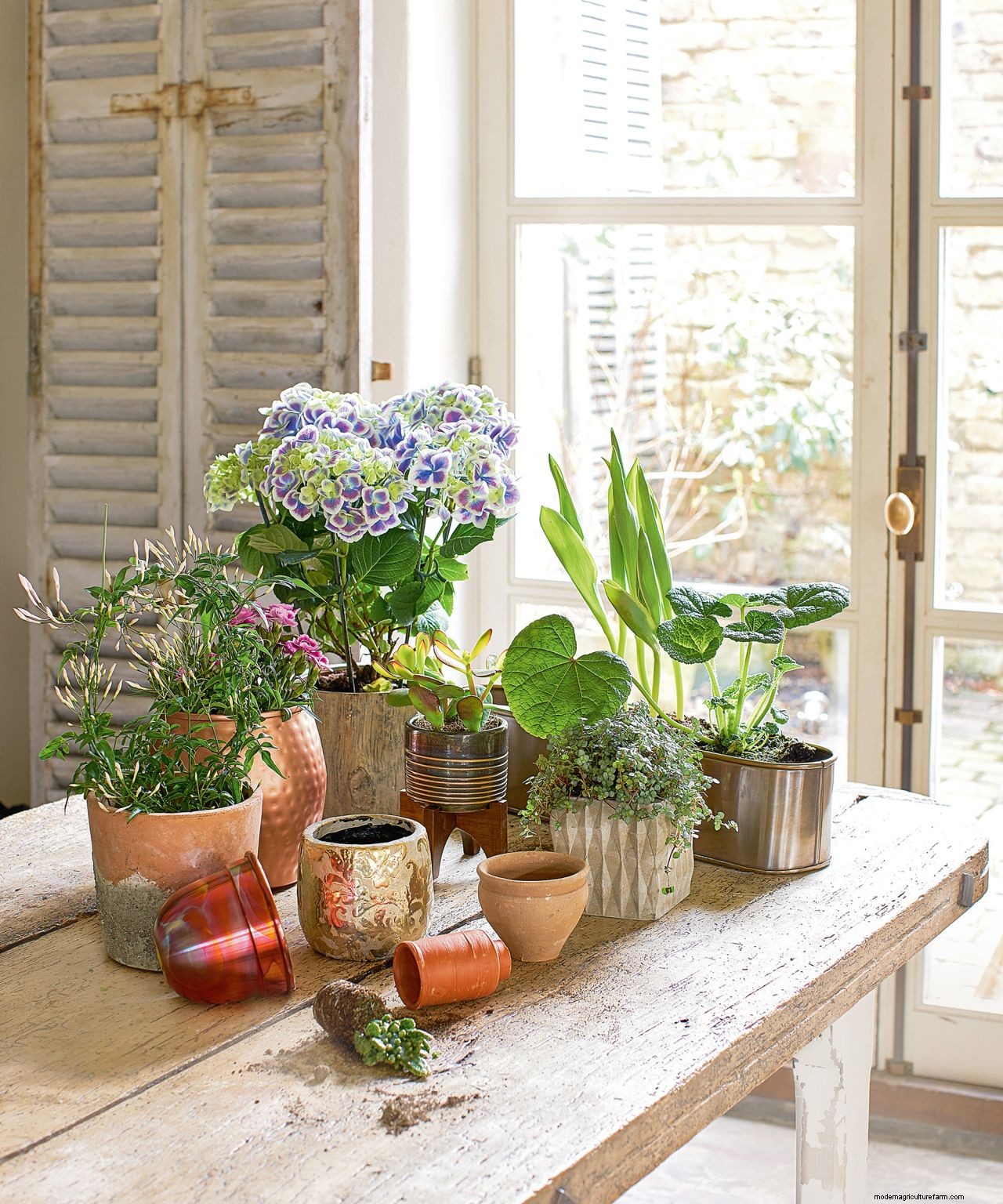 How to care for houseplants in winter: 5 tips to keep your indoor garden healthy