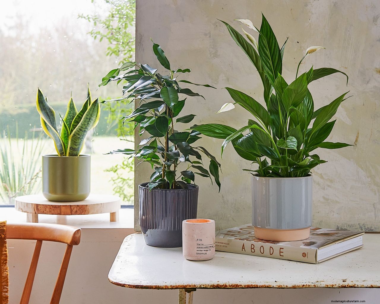 How to care for houseplants in winter: 5 tips to keep your indoor garden healthy