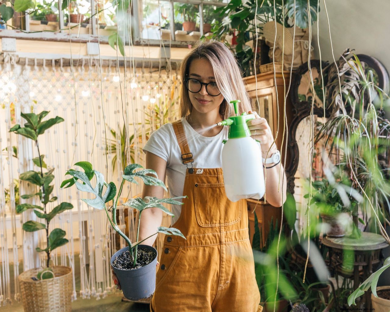 How to care for houseplants in winter: 5 tips to keep your indoor garden healthy