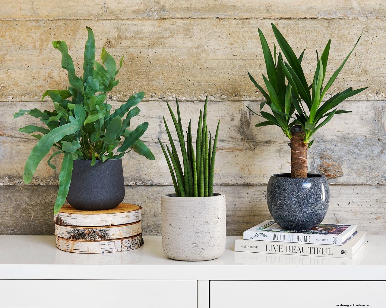 How to care for houseplants in winter: 5 tips to keep your indoor garden healthy
