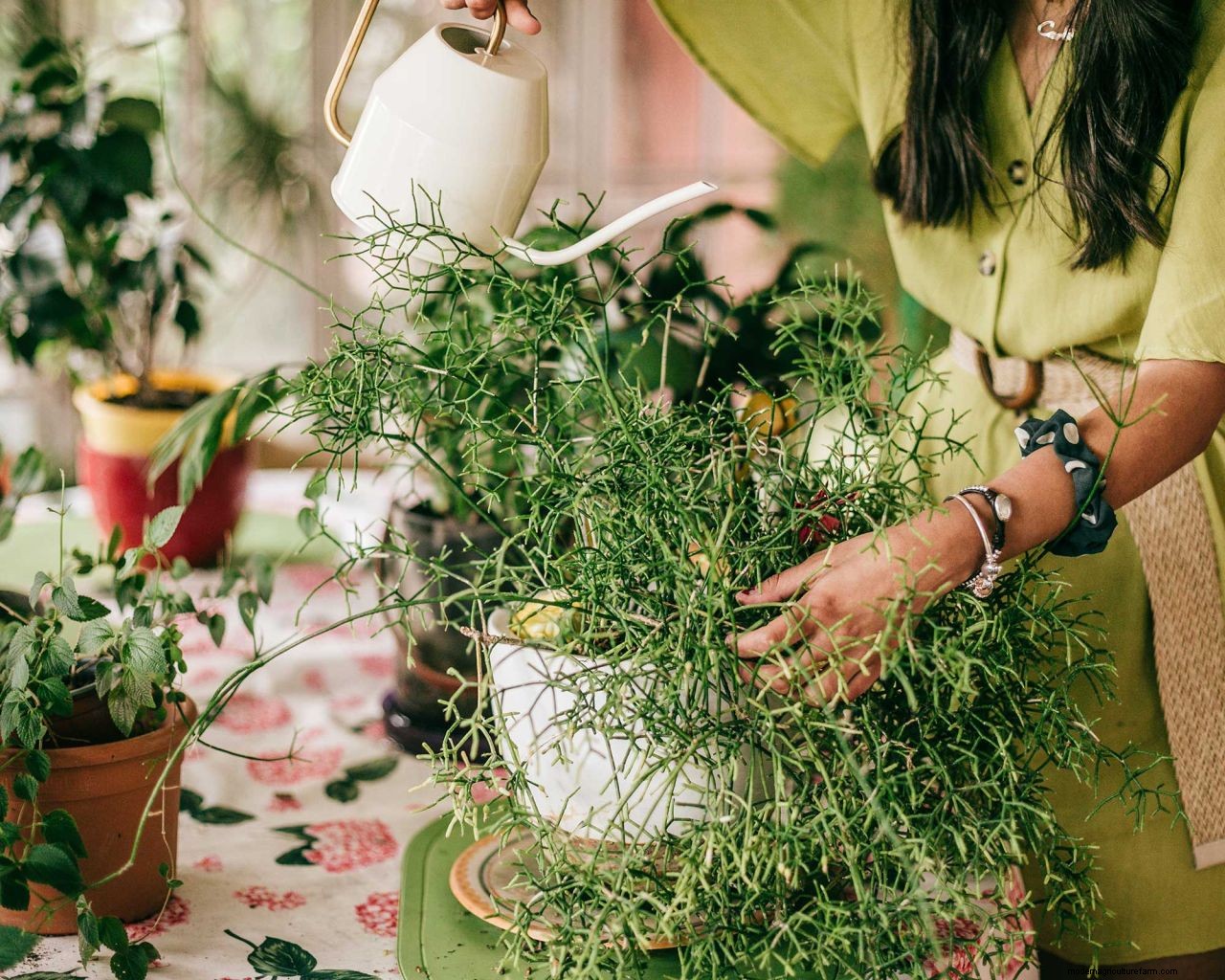 How to care for houseplants in winter: 5 tips to keep your indoor garden healthy