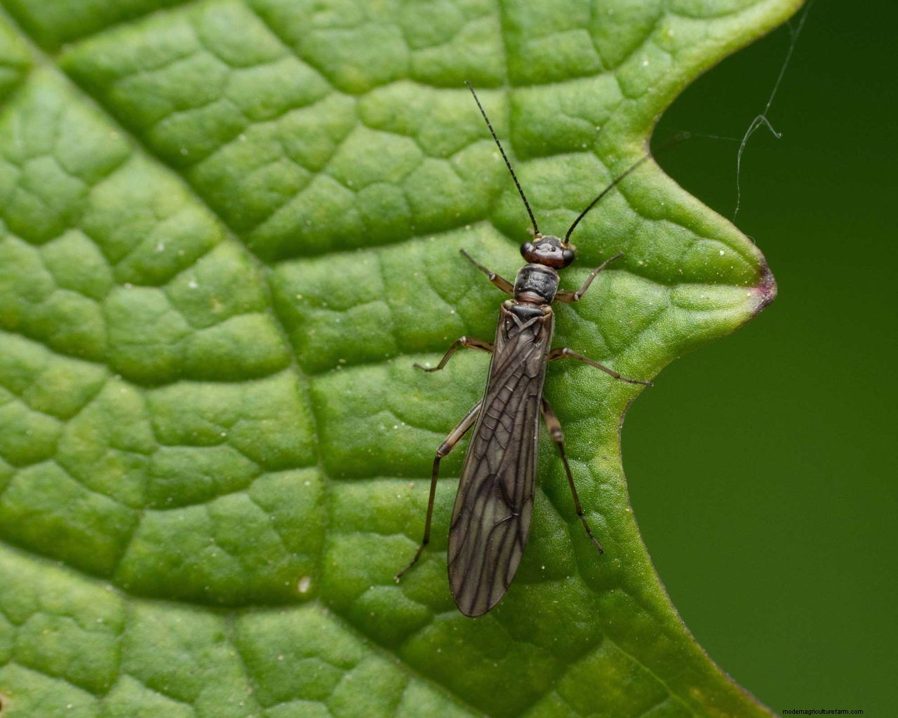 How to get rid of thrips: tips to prevent these houseplant, greenhouse and garden pests