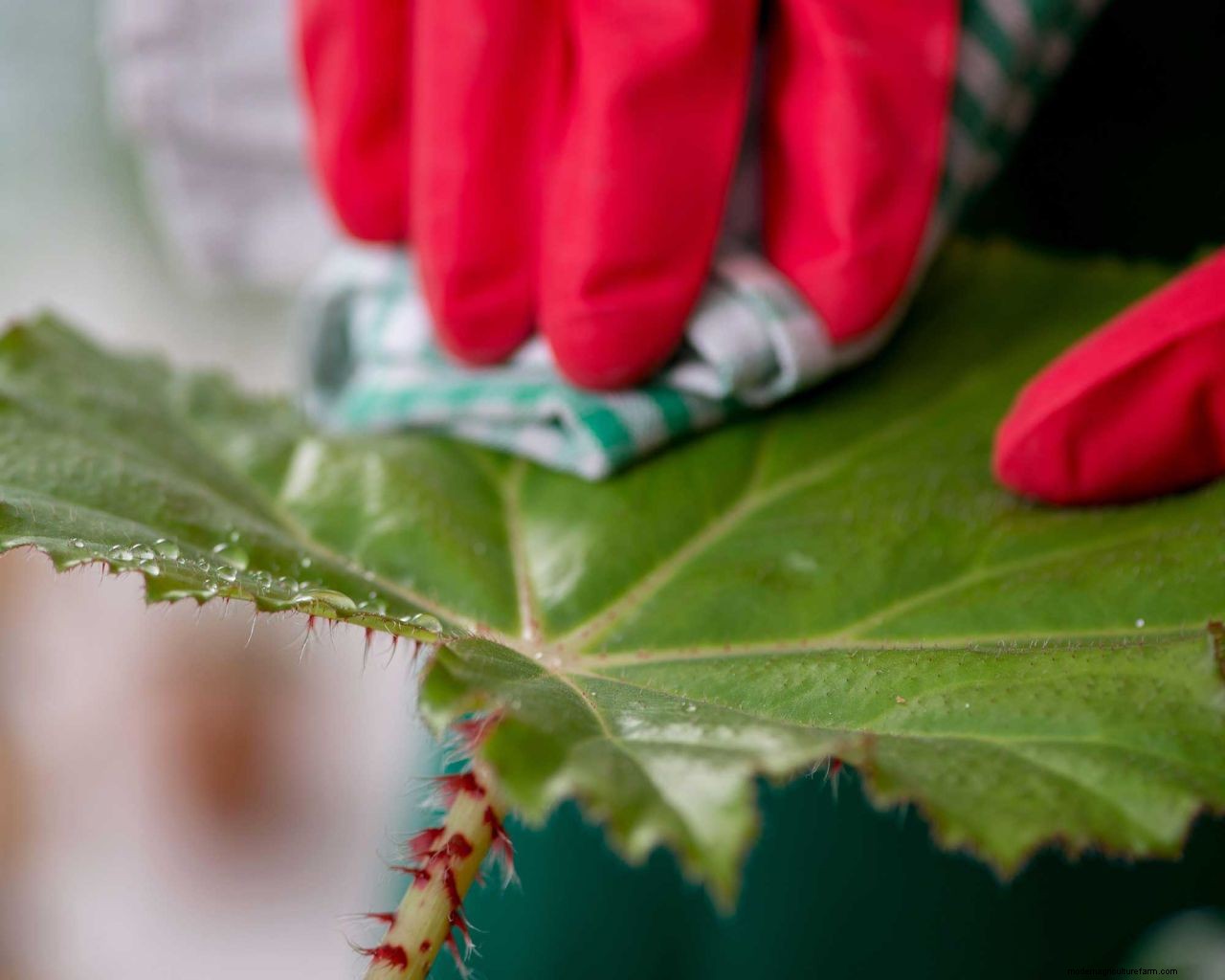 How to get rid of thrips: tips to prevent these houseplant, greenhouse and garden pests