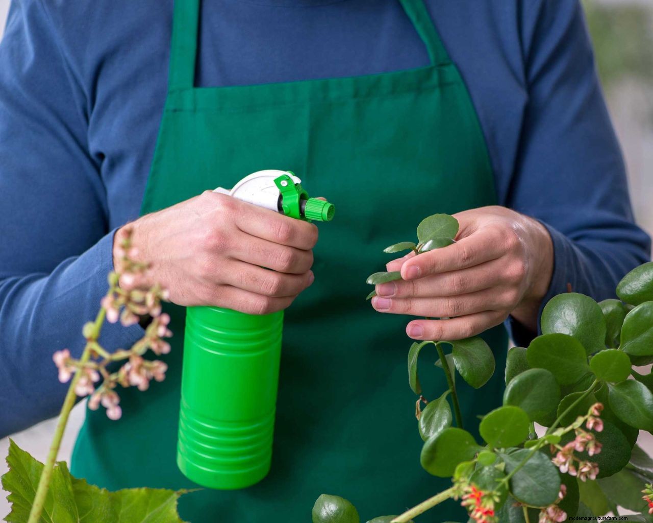 How to get rid of thrips: tips to prevent these houseplant, greenhouse and garden pests