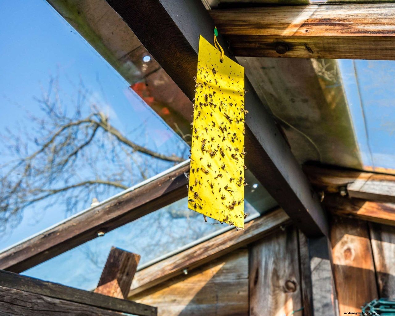 How to get rid of thrips: tips to prevent these houseplant, greenhouse and garden pests