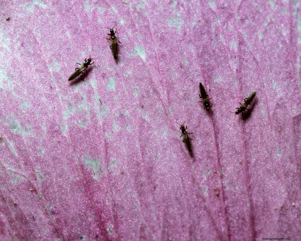 How to get rid of thrips: tips to prevent these houseplant, greenhouse and garden pests