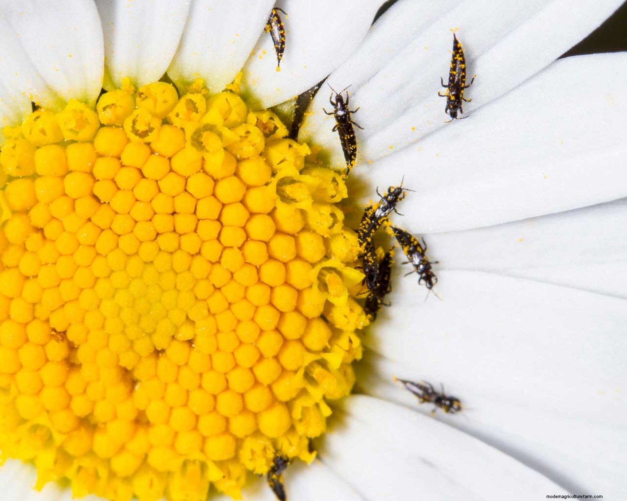 How to get rid of thrips: tips to prevent these houseplant, greenhouse and garden pests