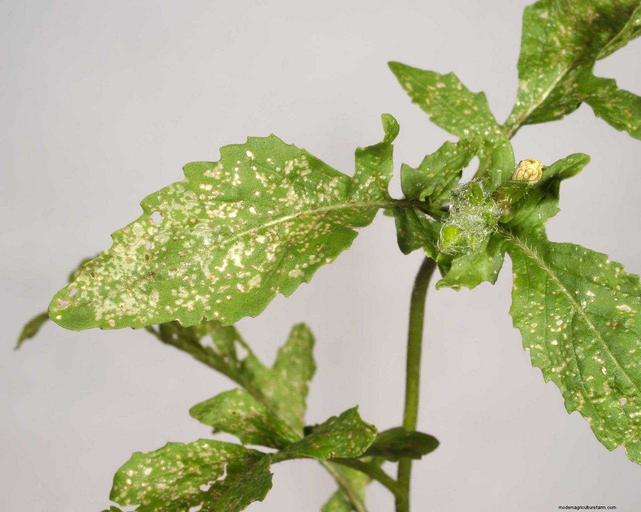 How to get rid of thrips: tips to prevent these houseplant, greenhouse and garden pests