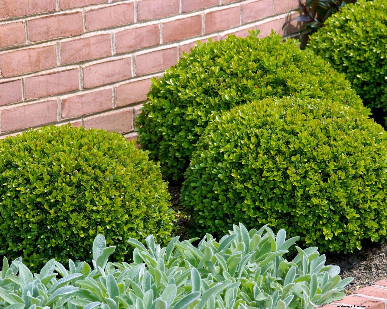 Topiary: a practical guide to this must-have garden trend