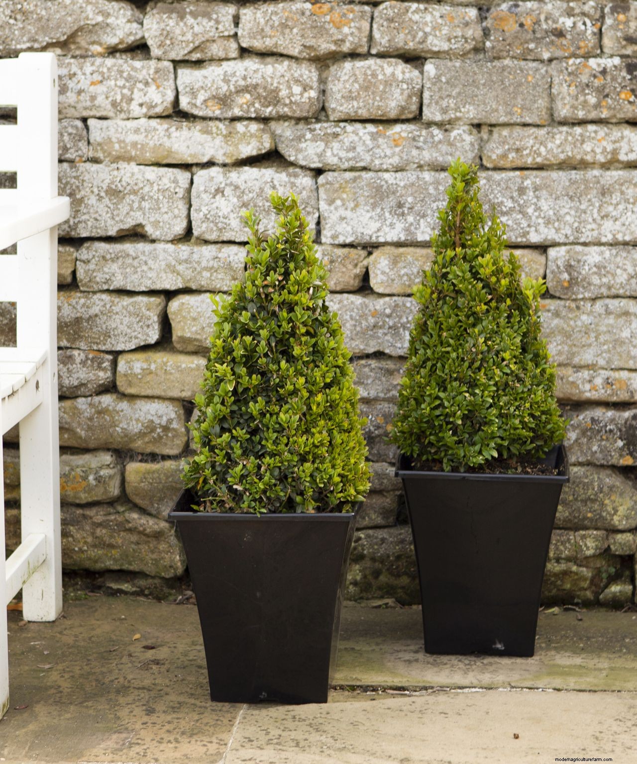Topiary: a practical guide to this must-have garden trend