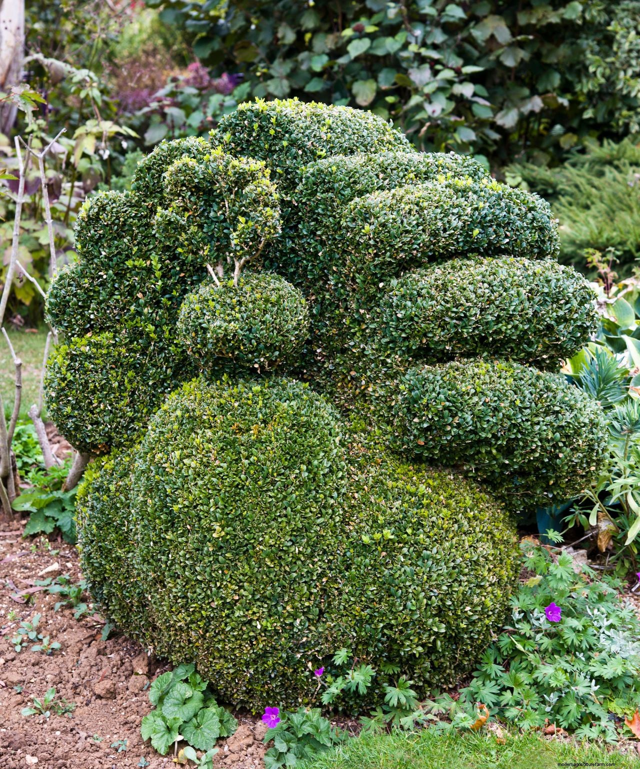 Topiary: a practical guide to this must-have garden trend
