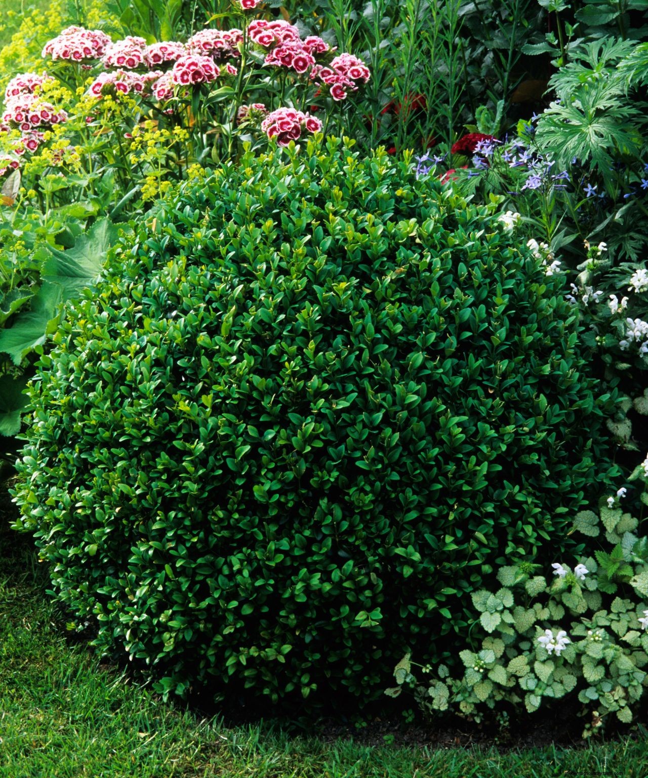 Topiary: a practical guide to this must-have garden trend